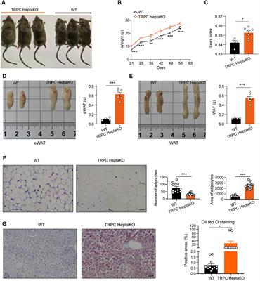 TRPC absence induces pro-inflammatory macrophage polarization to promote obesity and exacerbate colorectal cancer